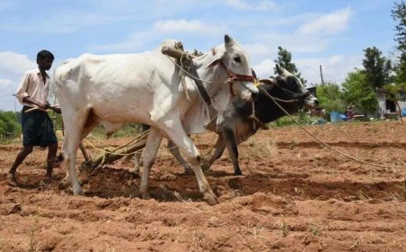 Government may use PM-KISAN database for direct cash transfer of fertiliser subsidy