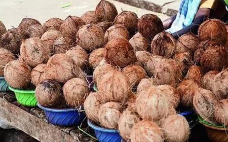 Is coconut oil hair oil or edible oil? Supreme Court solves old puzzle