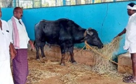 Karnataka cops rely on DNA test to settle fight over ‘holy’ buffalo