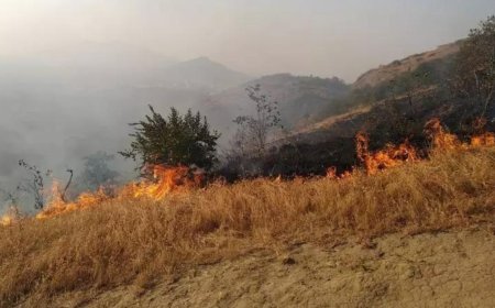 Forest fires down to 2.03 lakh in 2023-24 from 2.23 lakh in 2021-22
