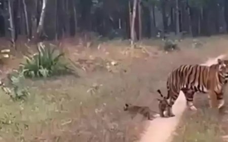 Two killed in tiger attacks in Madhya Pradesh