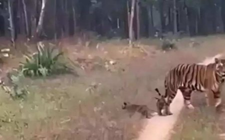 Two mauled to death by tigers in MP district