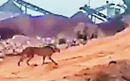 Released in wild, Kuno cheetah takes stroll towards Ranthambore