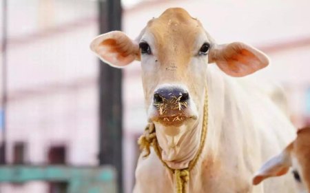 Cow vigilantes, municipal employees clash during action against illegal cow shelter