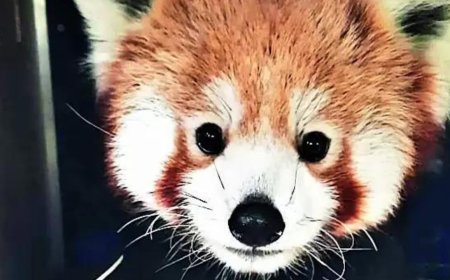 Darjeeling zoo gets red pandas