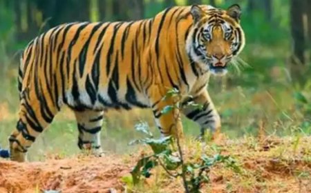 MP to shift 15 tigers to Rajasthan, Chhattisgarh, Odisha