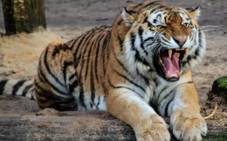 Skewed sex ratio sparks tiger fights in Ranthambore