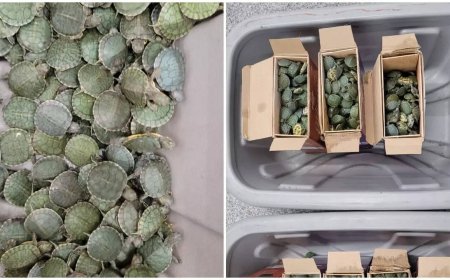 Over 2,400 live turtles seized at Trichy International Airport, investigations underway