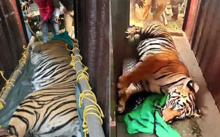 21 days on, wandering Odisha tigress sedated, captured in West Bengal village
