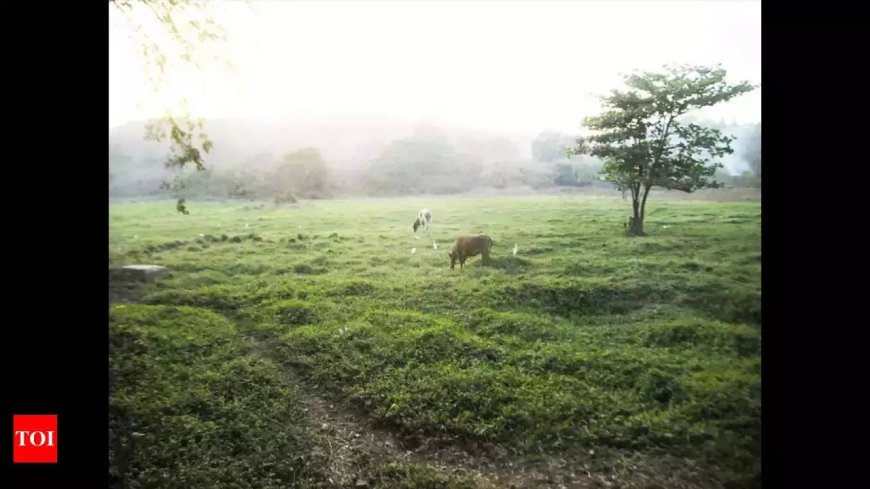 From parched earth to green pastures