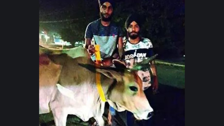 Fluorescent strips on UP stray cattle to curb crashes at night