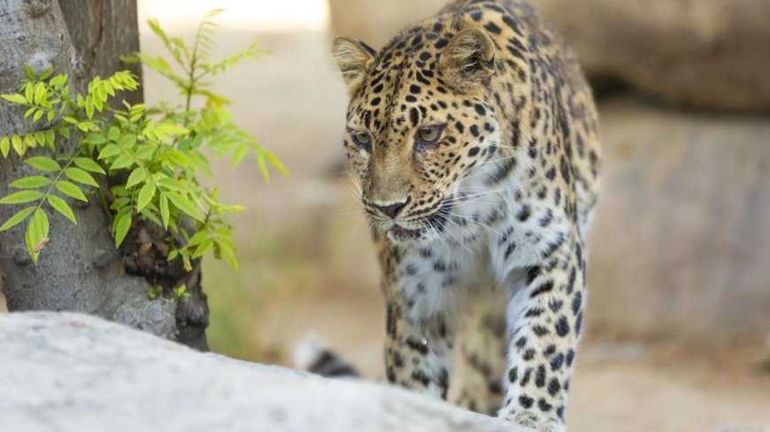 Leopard attacks 14 people in UP
