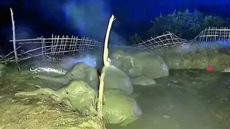 Village answers trunk calls, saves jumbos