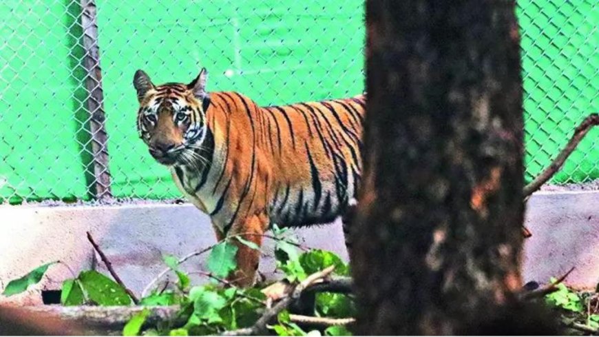 Digress tigress: Zeenat's diary of adventure