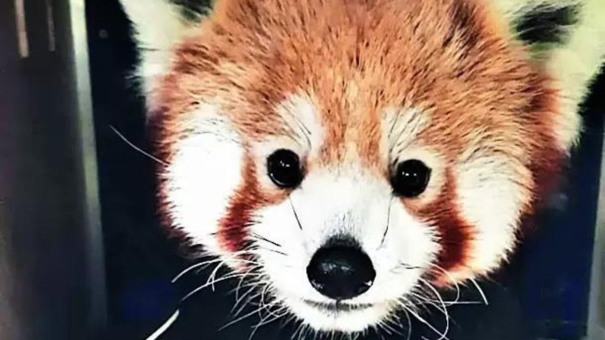 Darjeeling zoo gets red pandas