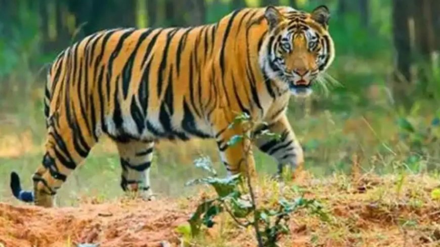 MP to shift 15 tigers to Rajasthan, Chhattisgarh, Odisha