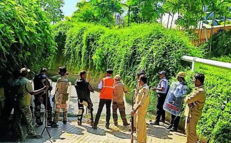 Leopard seen on Infosys Mysuru campus, staff to work from home