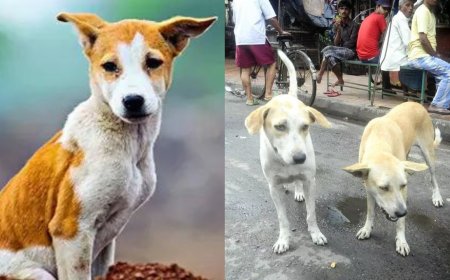 Tax fears stop WB pet owners from opening up during livestock census