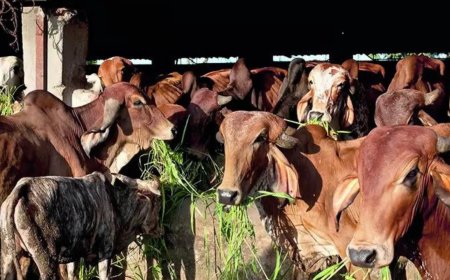 UP man lynched by vigilantes on suspicion of 'cow slaughter'