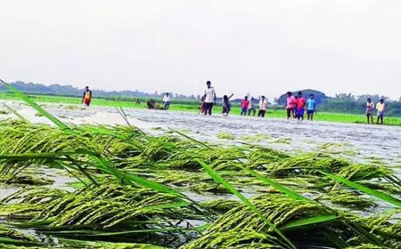 In 2025's first decision, Cabinet extends crop insurance cover