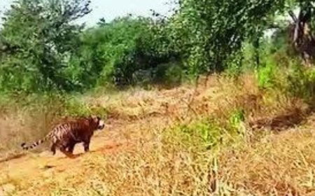Straying Sariska tiger found in kitchen