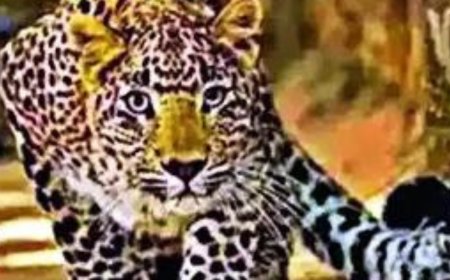 Struck by bike, leopard attacks rider, both die