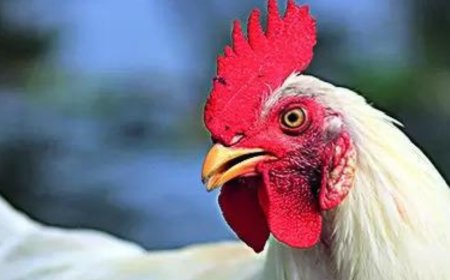 Red alert as bird flu kills 3 tigers, leopard at Nagpur rescue hub