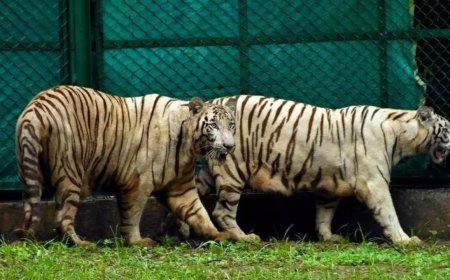 Romance-wary tiger at Gujarat zoo to get herbal aphrodisiac