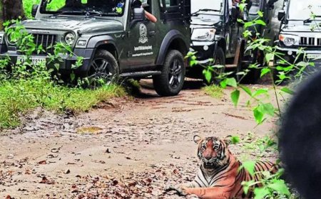 Gypsies corner tigers in reserve, HC steps in