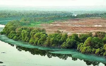 CRZ scam: SIT finds 63 more forged land records; 165 so far