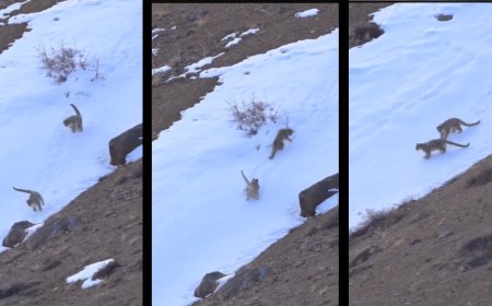'Fleeting dance of wild joy': Video captures two rare snow leopards playing in Ladakh
