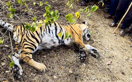 3 held for destroying tiger carcass