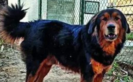 Himalayan shepherd dog joins India's elite indigenous breeds