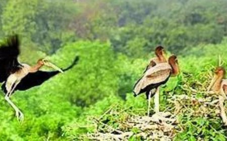 Gujarat village shuns kites to let painted storks soar safely