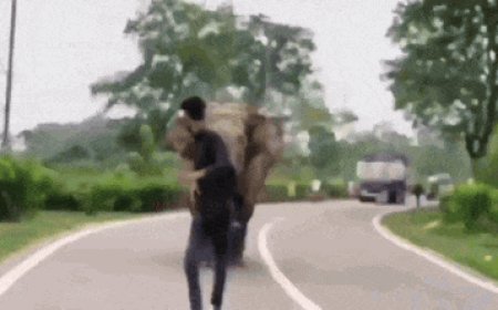 Watch: Elephant chases man, man chases elephant; IFS warns don't 'for your fun'