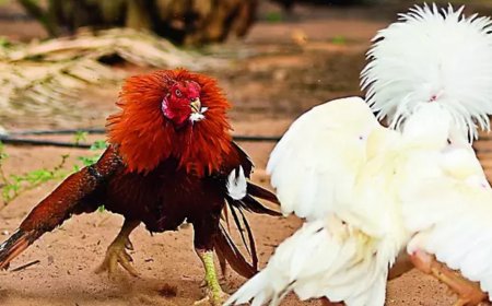 On Makar Sankranti, SUV & bikes as prizes at cockfights in Andhra