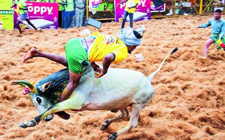 Bull tamer gored to death, 75 hurt at Avaniyapuram jallikattu
