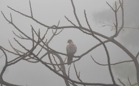 Fog havoc in Delhi, Grap-4 back as air turns severe