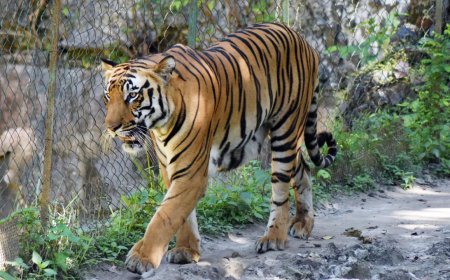 Top court bats for pan-India policy to regulate activities in tiger reserves