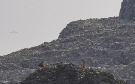 Supreme Court pulls up MCD on trash management, asks government to step in