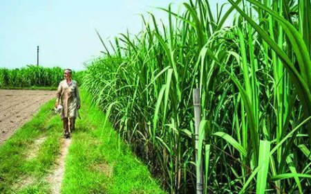 Maha backs Rs 1,104 crore loans to sugar co-ops linked to Mahayuti leaders
