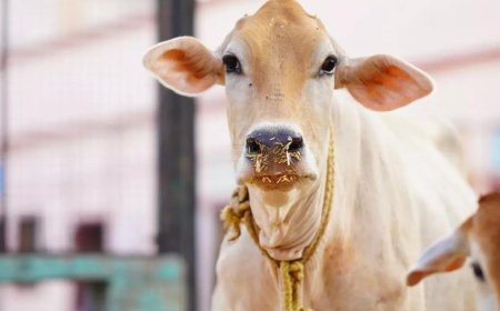 'Anti-bacterial, digestive properties': IIT Madras chief's praise for cow urine draws criticism - Video