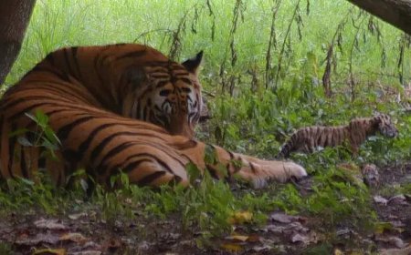 Tigress dies from train hit in Maharashtra forest area