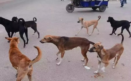 Rabid dog bites 35 people in 6 hours in MP’s Chhatarpur