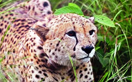 South Africa insists on progress report, stalls cheetah relocation