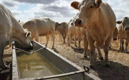 In 3rd case of cruelty against cows in Karnataka, pregnant animal dismembered, fetus killed