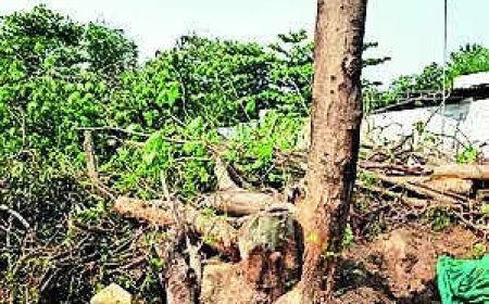 Haryana may ease norms to cut trees