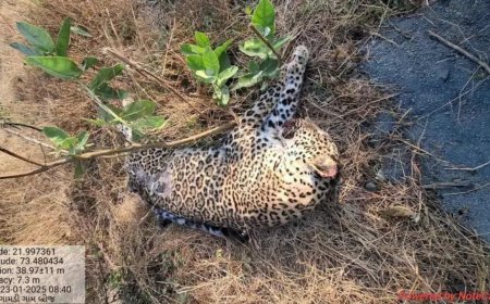 Leopard hit by train dies in Gujarat