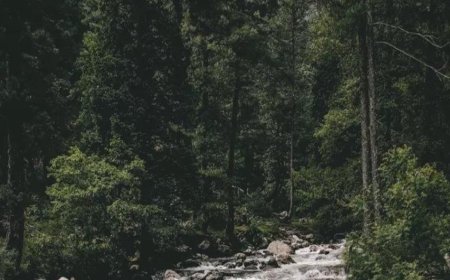 Authorities issue forest fire warning for Kashmir in the coming week