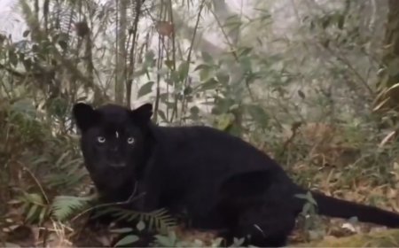 Glimpse of Bagheera: IFS officer shares video of rare black panther in North Bengal